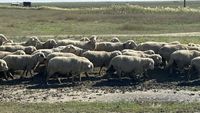 Produsele animale s-au scumpit cu peste 12%/ Cele mai mari creșteri sunt la carnea de ovine +34,6% și ouăle de găină +24%