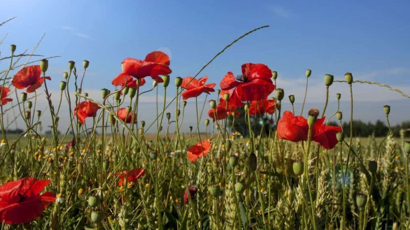 ONG: Fermierii afgani luptă să supravieţuiască după ce talibanii au interzis opiul