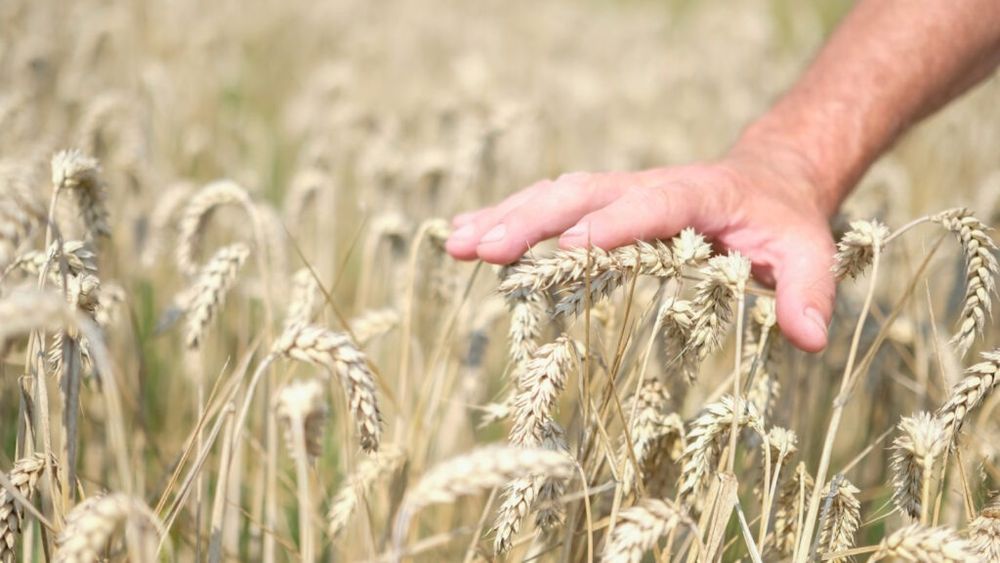 Ministrul Agriculturii: Am creionat un mecanism unic în Europa prin care statul român asigură 7 milioane de hectare la secetă / Primă de asigurare de 3.000 de lei pe hectar