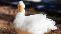 UE deschide o anchetă antidumping privind importurile de rață Pekin din China / Producătorii europeni reclamă prețuri neloiale