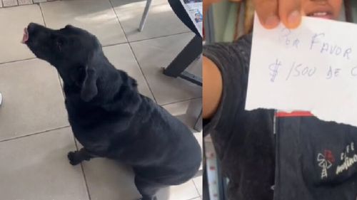 Un câine merge singur să cumpere pâine pentru stăpânul său/ Vine la magazin, în fiecare zi, cu punga, o listă și banii exacți