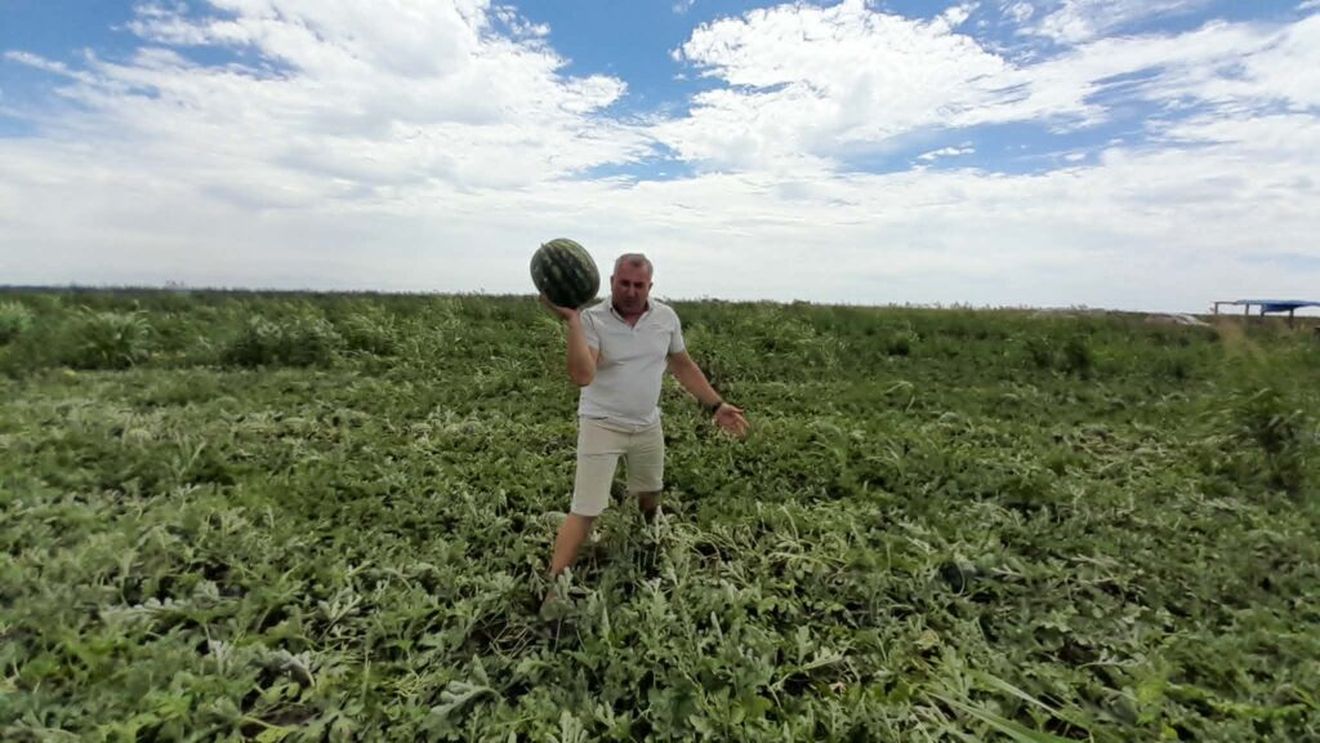 FOTO-VIDEO | A început sezonul lubeniței de Gottlob / Producătorii vând mai ieftin, deși costurile au crescut: „Au apărut foarte multe importuri, ceea ce a dus la scăderea accentuată a prețurilor””