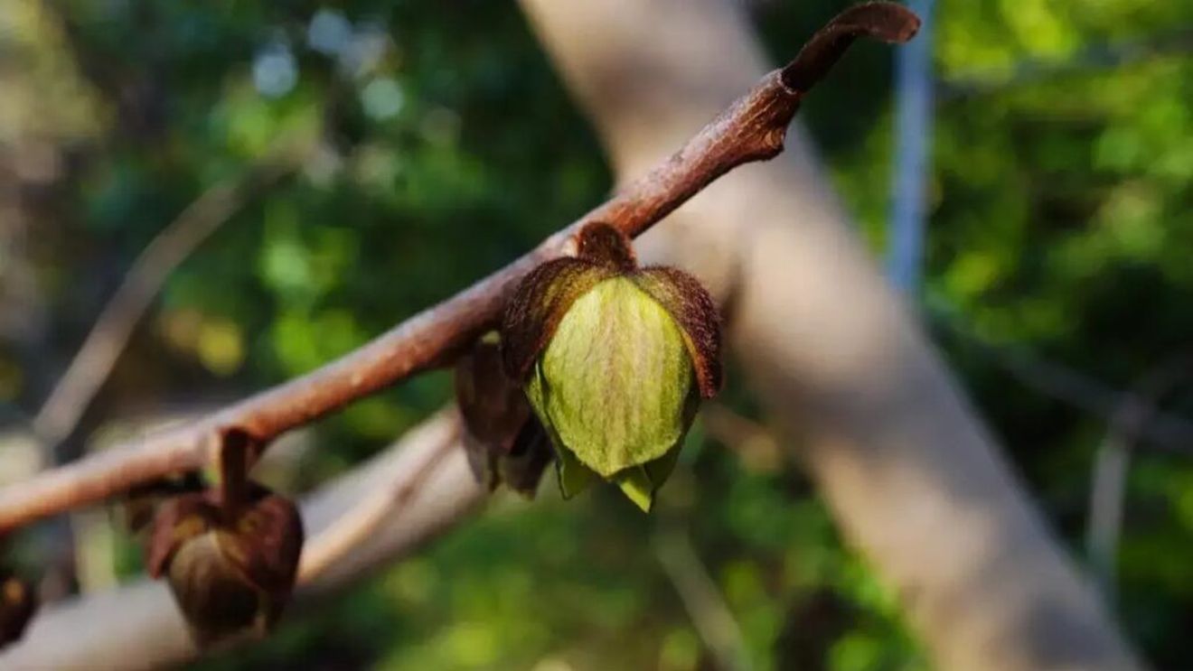 Fructul care seamănă cu mango, dar are gust de banană și vanilie / Asimina este originară din America de Nord și se găsește rar în Europa