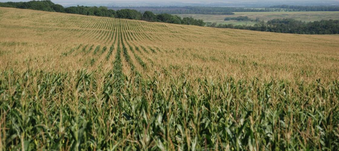 Cum a fost recolta de porumb și floarea-soarelui în Maramureș. Ce spun fermierii despre producția din acest an