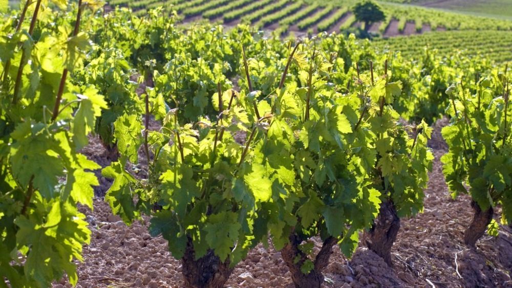 Criza viței-de-vie în Liban / Războiul și schimbările climatice amenință viticultorii libanezi cu pierderi uriașe pentru întreaga piață / Distrug recoltele și pun exporturile în pericol