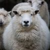 „Calitatea lânii Merinos a crescut semnificativ”. 1.700 de oi au ajuns să pască printre panouri solare. Ideea fermierului a rezolvat și o altă problemă