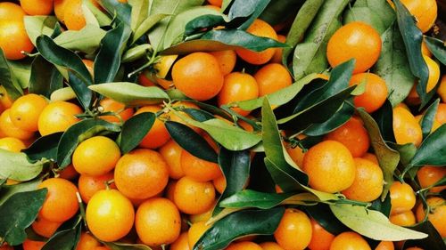 Seceta din Brazilia a lăsat jumătate de planetă fără suc de portocale / Cultivatorii de citrice din Spania speră să obțină prețuri mai bune pentru recolta din acest an