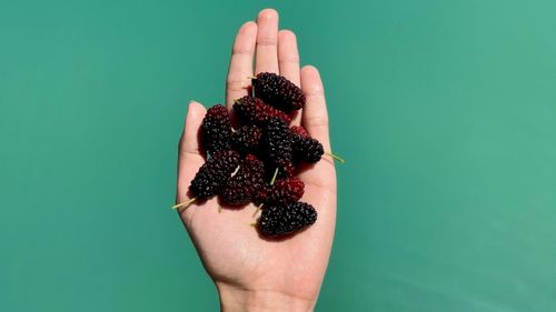 Dudele, fructele de pe marginea drumului, cu gust dulce și delicios, și pline de vitamine si minerale/ Sunt benefice pentru reducerea colesterolului și glicemiei și ne-ar putea feri de anumite forme de cancer