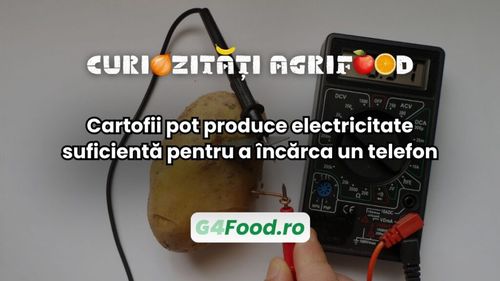 Curiozități agri-food: Cartoful poate produce electricitate suficientă pentru a încărca un telefon / Un cartof fiert timp de opt minute poate genera de 10 ori mai multă energie decât unul crud