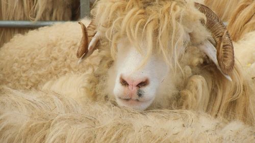 Un activist pentru drepturile animalelor, denunțat pentru moartea unei oi într-o busculadă provocată în timpul unui protest al organizației la o fermă