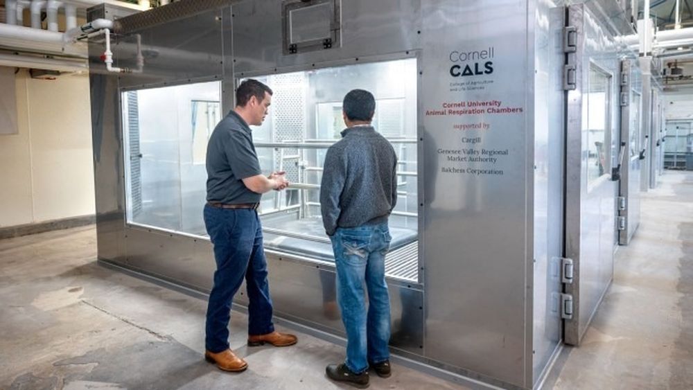 Poate fi eliminat acel gaz? Cercetătorii vor să facă vacile ecologice