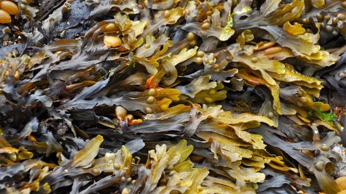 Europa dezvoltă pesticide verzi din zaț de cafea și alge marine pentru a proteja culturile-cheie / Cartofii, roșiile și bananele,  primele culturi vizate