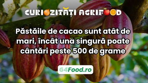 Curiozitate agri-food: Păstăile de cacao sunt atât de mari, încât una singură poate cântări peste 500 de grame