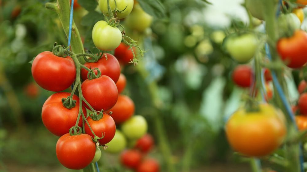 Roșiile românești ajung la 42 lei/kg: „trufandalele” din Olt, printre cele mai scumpe din Europa