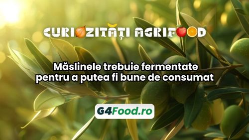 Curiozități agri-food 29 noiembrie - Măslinele trebuie fermentate pentru a putea fi bune de consumat