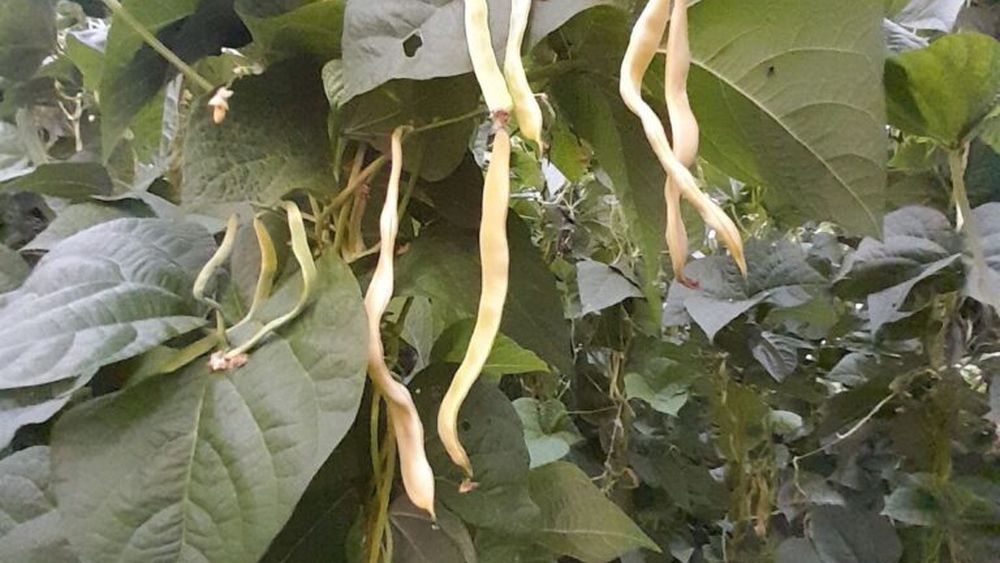 LEGUMICULTORI FERICIȚI: familia Barabas din județul Sibiu afirmă că ”toată recolta produsă până acum a fost vândută”; vezi în articol unde au fost locurile de vânzare