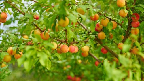 ANALIZĂ | Jumătate dintre fermele pomicole asigurate au avizat daune în 2025/ Despăgubire de peste 300.000 lei pentru o livadă