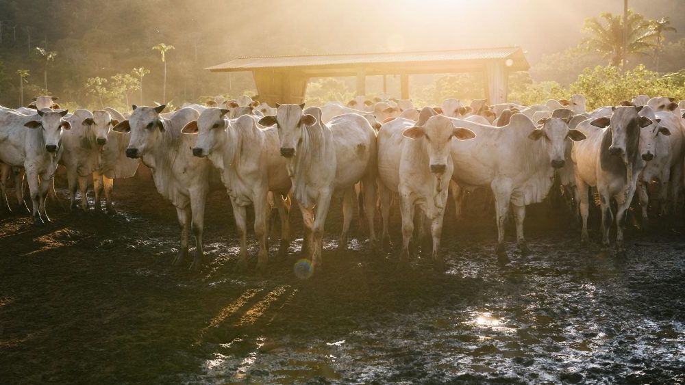 ANALIZĂ | Febra aftoasă la animale bagă Europa în sperieți / Teoria conspirației la Budapesta / România ia măsuri ca să evite dezastrul