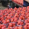 De ce căpșunile din supermarket nu mai au gustul de altădată. Cum au fost sacrificate aroma și dulceața pentru rezistență și transport