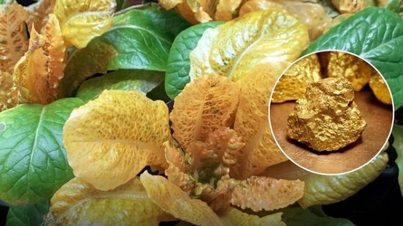 O echipă de cercetători din Spania a dezvoltat o nouă varietate de salată care are de 30 de ori mai multă vitamina A decât variantele obișnuite