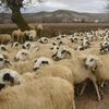 Două focare de variolă ovină și caprine, confirmate în Mureș/ Sunt afectate 398 de ovine și 248 de caprine