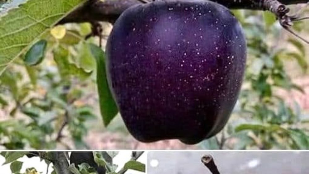 Un soi rar de mere: Black Diamond Apples sunt cultivate în zona Tibetului și se vând la un preț foarte ridicat