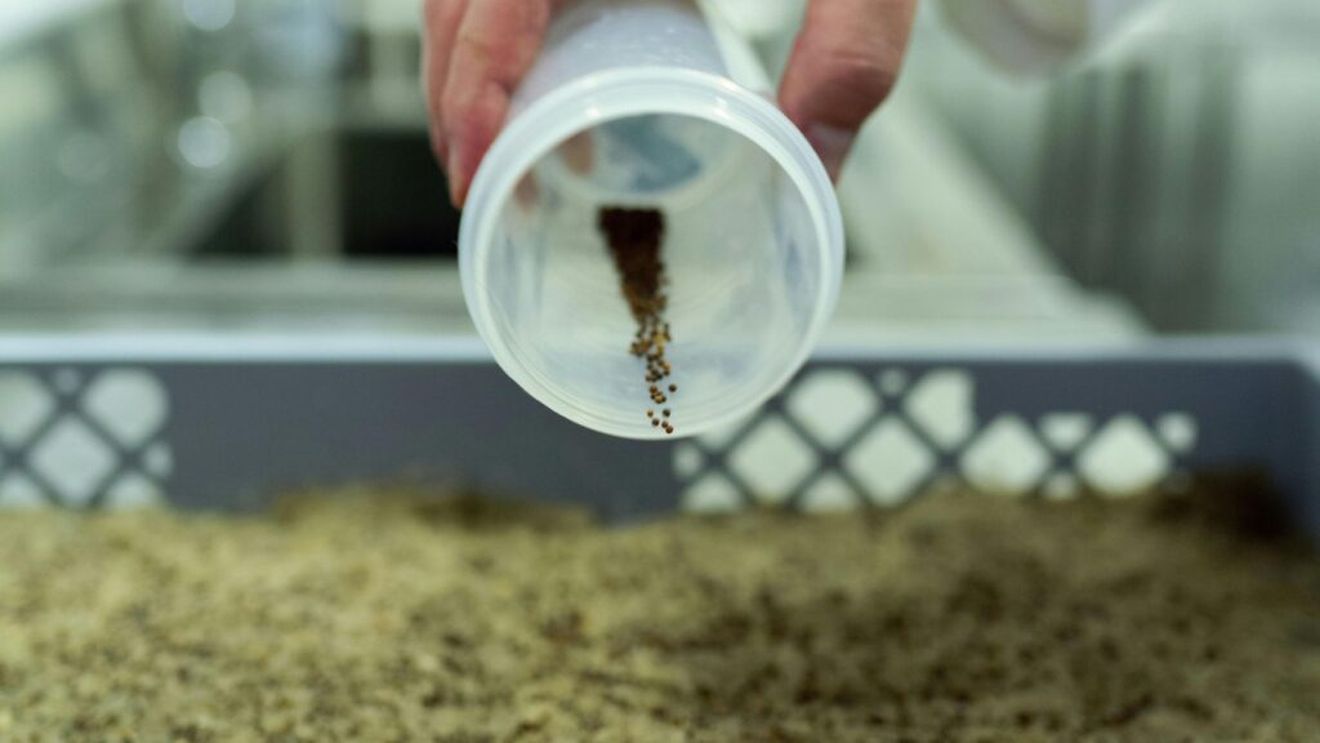 Semințele europene sunt brevetate iar acest lucru ar putea amenința securitatea alimentară pe continent - analiză Euronews