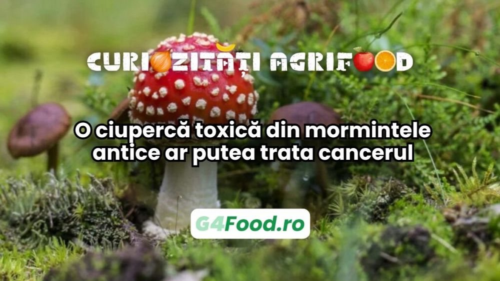 Curiozități agrifood - 24 iunie | O ciupercă toxică din mormintele antice ar putea trata cancerul