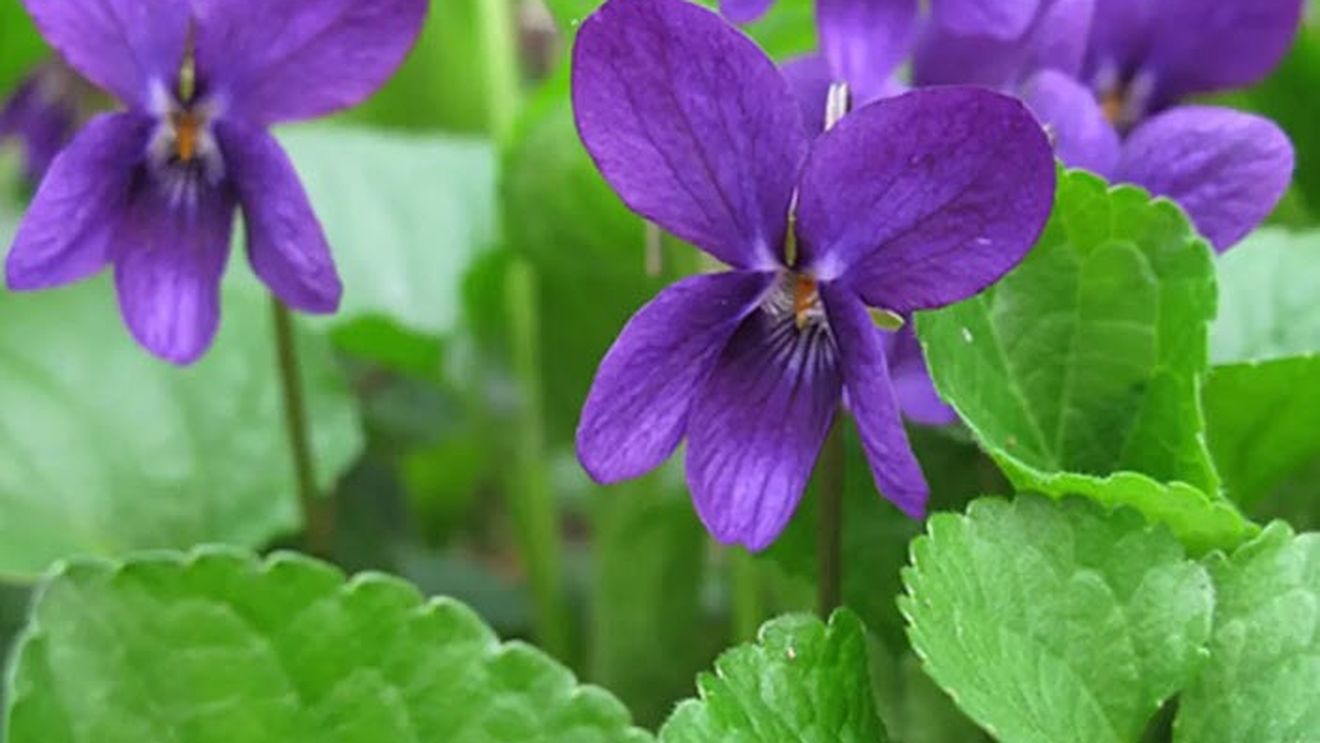 Toporata, o reteţă tradiţională de băutură răcoritoare obţinută de localnicii din Siriu din toporaşi/ O băutură dulce, de primăvară, preparată cu miere