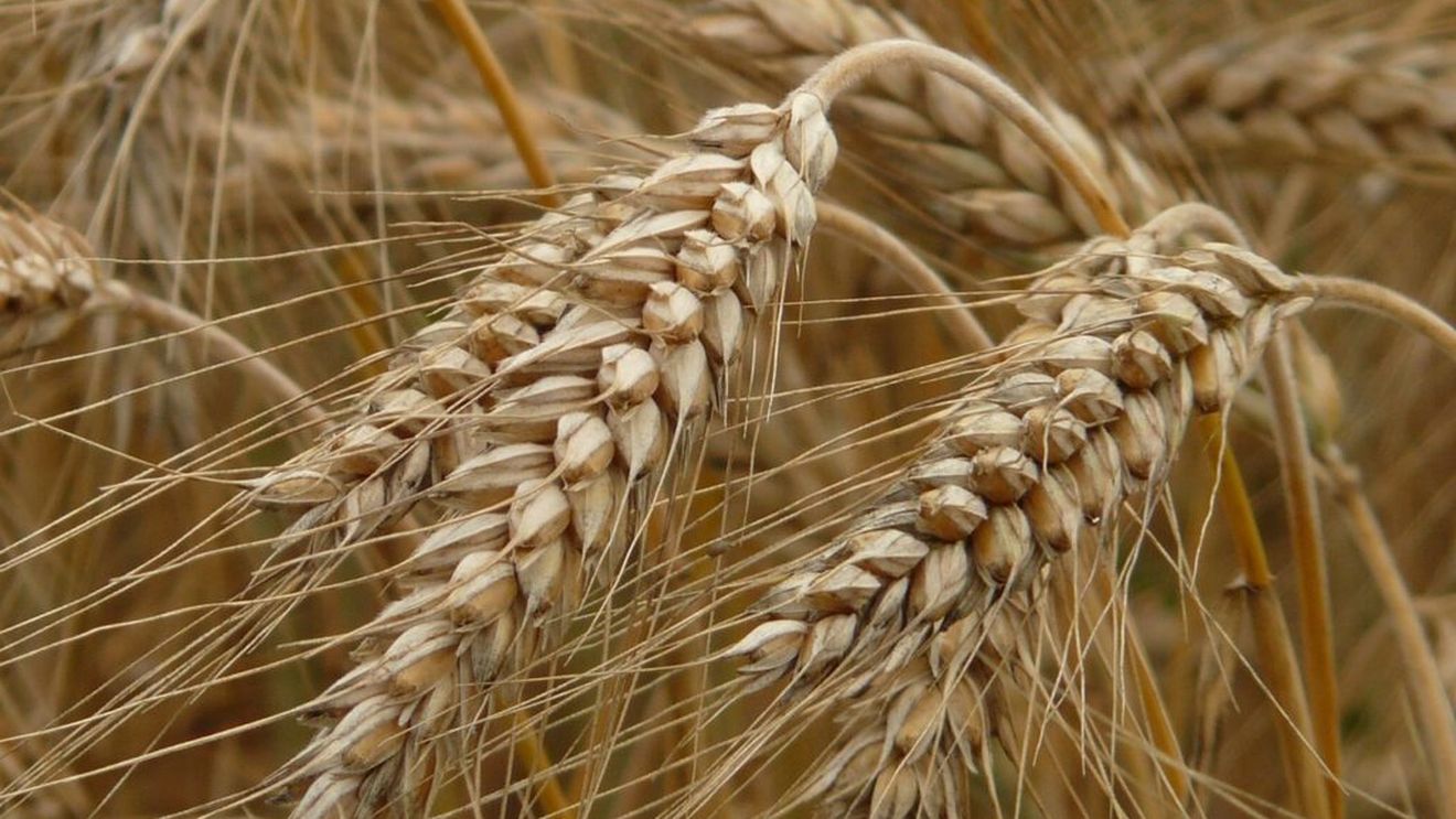 De ce este secara unul dintre cerealele cele mai recomandate. Este destul de diferită de celelalte și combate rezistența la insulină