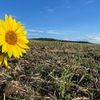 GALERIE FOTO | Cum arată câmpurile din județul Alba la început de toamnă