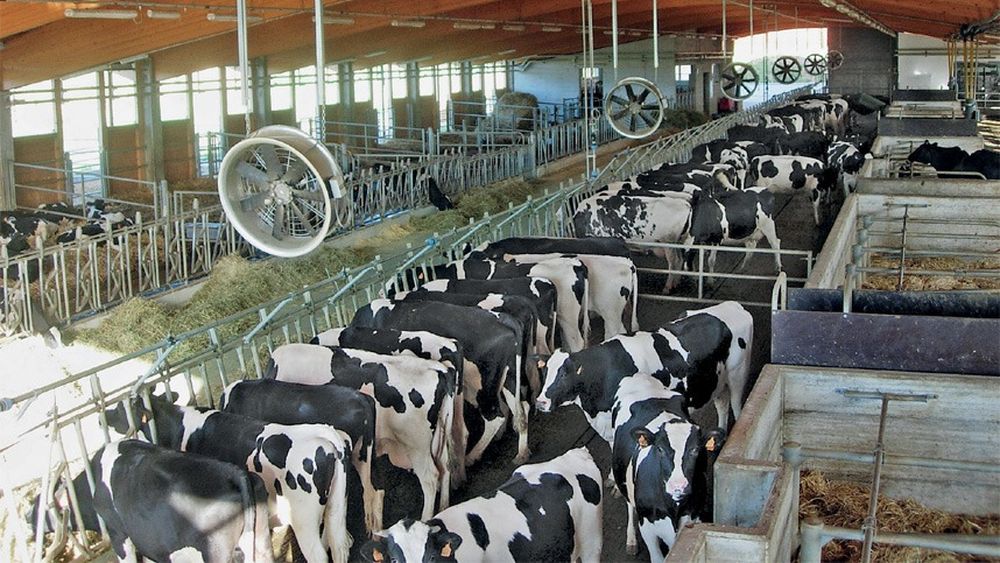 Crescătoriile de vaci din nordul Italiei sunt în alertă din cauza căldurii. „Pentru a face față schimbărilor climatice, sunt necesare mai multe fonduri”