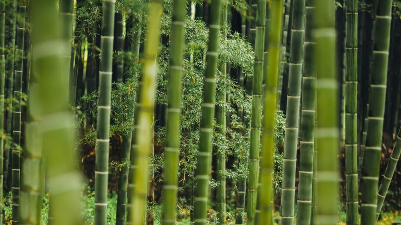 Care sunt cele mai profitabile culturi agricole în Italia. Bambusul și cânepa textilă, pe val