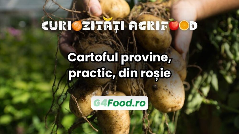 Curiozitate agri-food: Cartoful provine din roșie / A avut loc hibridizarea între o rudă a roșiei și un soi asemănător cu cartoful