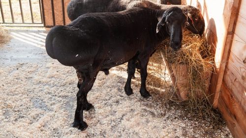 Hissar, oaia uriașă care ajută Tadjikistanul să facă față schimbărilor climatice / Cioban: „Ele iau rapid în greutate chiar și atunci când există puțină apă și pășune disponibilă”