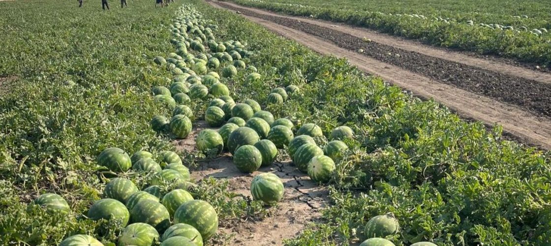 Producătorii din Dolj abandonează pepenii pe câmp din cauza prețurilor derizorii și a costurilor uriașe de recoltare