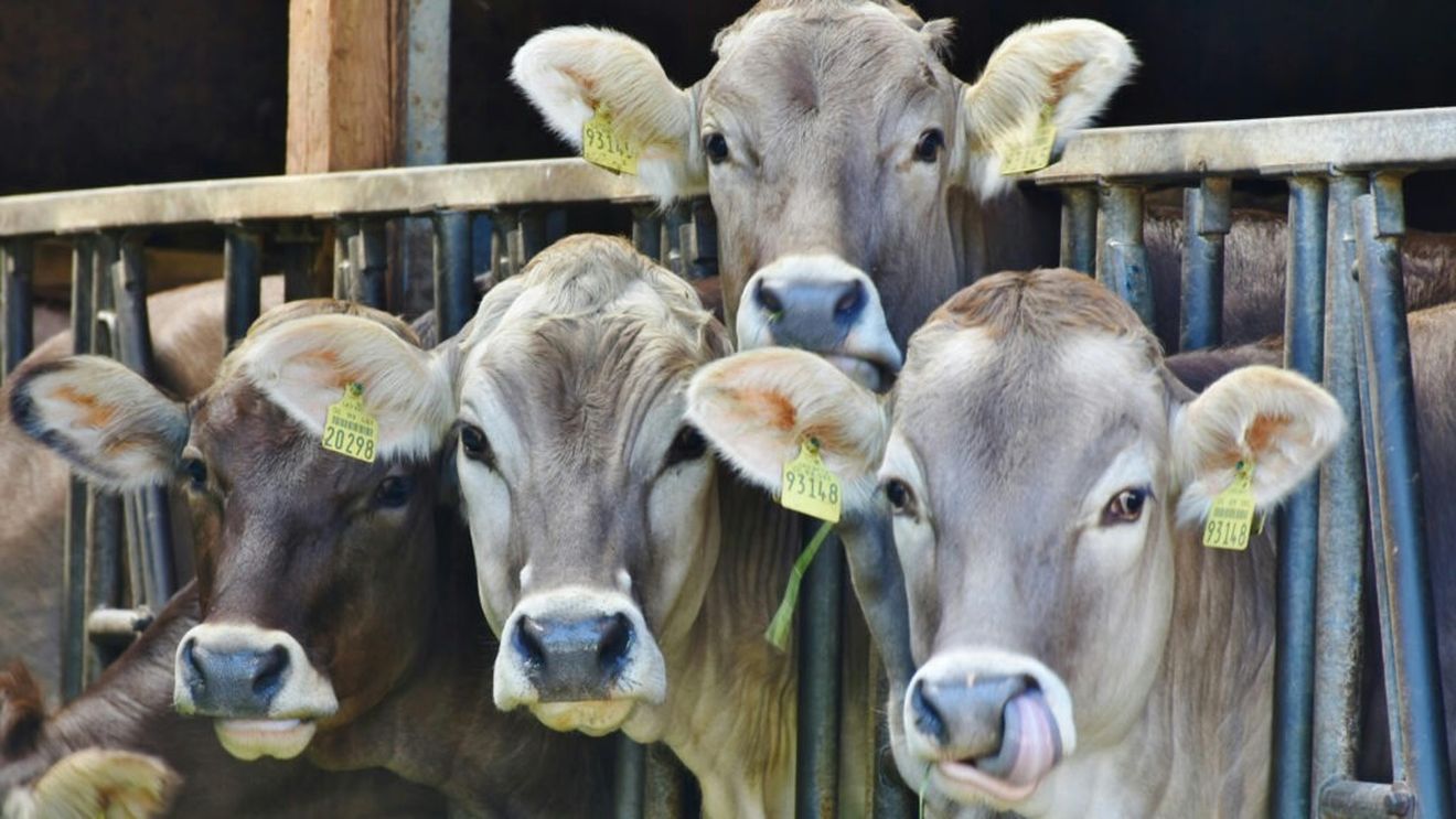 Incendiu la o fermă de animale din judeţul Botoşani: 70 de vaci au murit