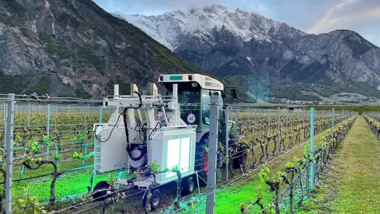 În Marea Britanie, un viticultor experimentează razele ultraviolete în locul produselor chimice. Pot ajuta direct dezvoltarea plantelor dar țin la distanță și bolile și dăunătorii