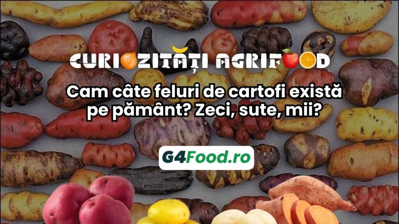 Curiozități agrifood: 12 noiembrie: Cam câte feluri de cartofi există pe pământ? Zeci, sute, mii?