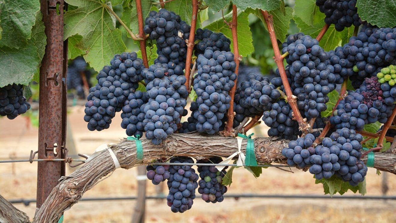 Fermierii romani fac apel la instrumente sustenabile pentru combaterea provocarilor din agricultura