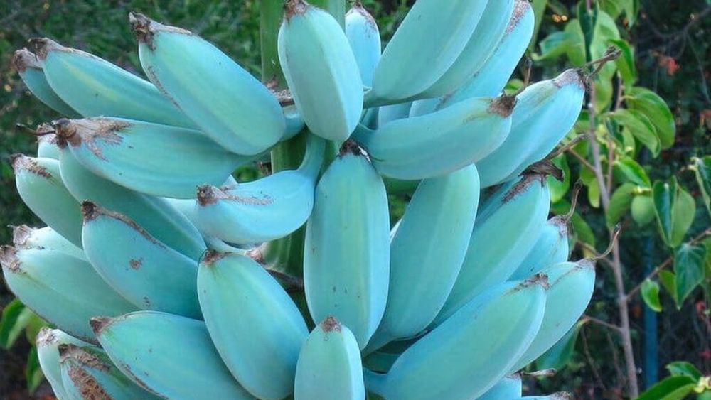 Chinezilor le plac bananele albastre / Acestea sunt mai bogate în antioxidanți decât cele galbene