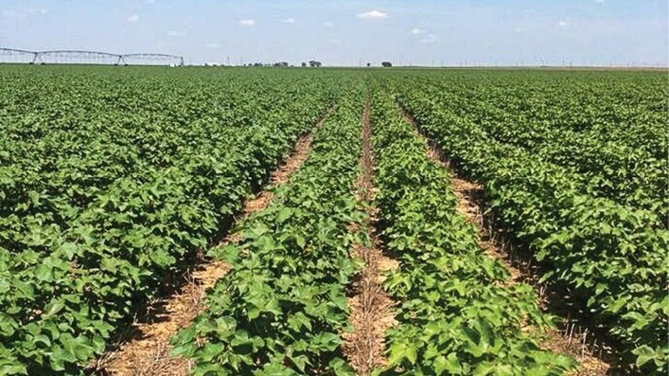 Ce este agricultura no-till, adică fără a ara sau săpa terenul. Care sunt avantajele acestei noi tehnologii și cum trebuie procedat?