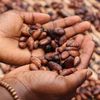 8 tone de cocaină descoperite în Germania/ Marfa ilegală, evaluată la jumătate de miliard de euro, era ascunsă în saci cu boabe de cacao 