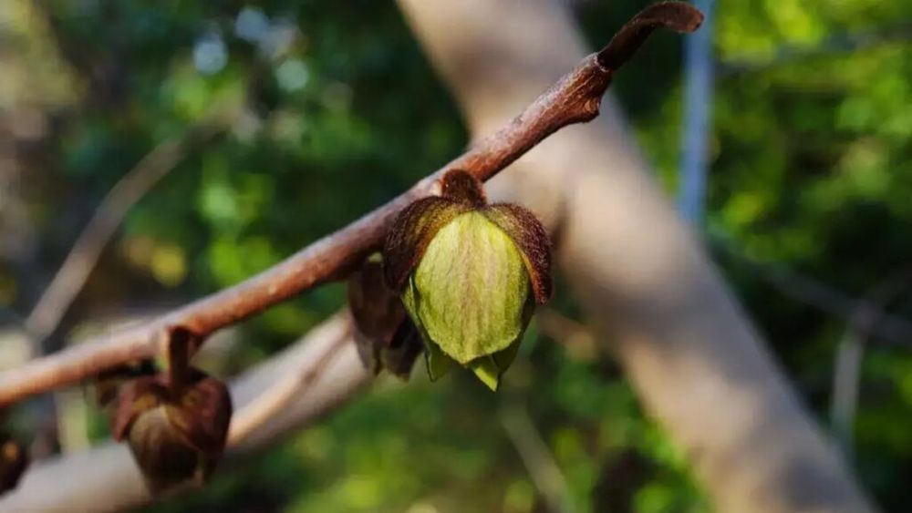 Fructul care seamănă cu mango, dar are gust de banană și vanilie / Asimina este originară din America de Nord și se găsește rar în Europa