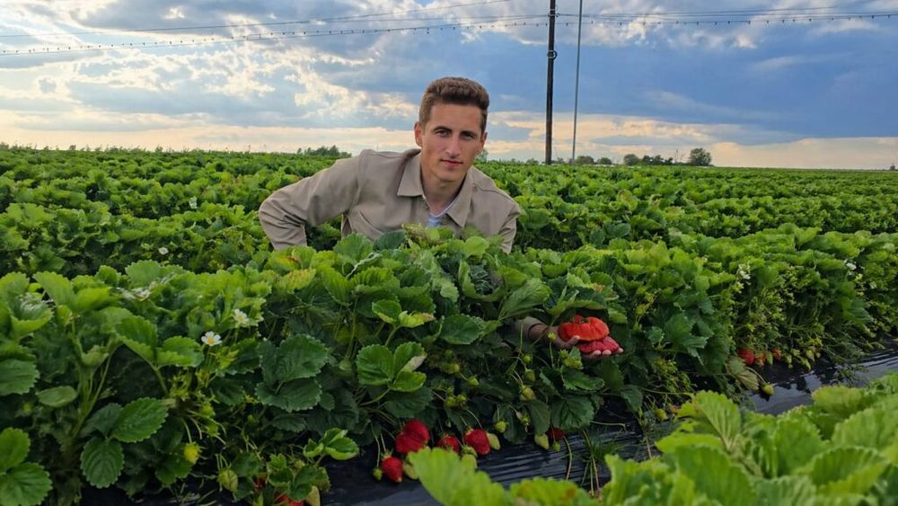 FOTO | Primele căpșuni de Halmeu au ajuns pe tarabe / Frigul amenință recolta din câmp / Alex Fazekas: „Avem deja căpșuni căzuți din floare, bobul e format și în unele locuri sunt deja roz. Riscul este foarte mare acum”