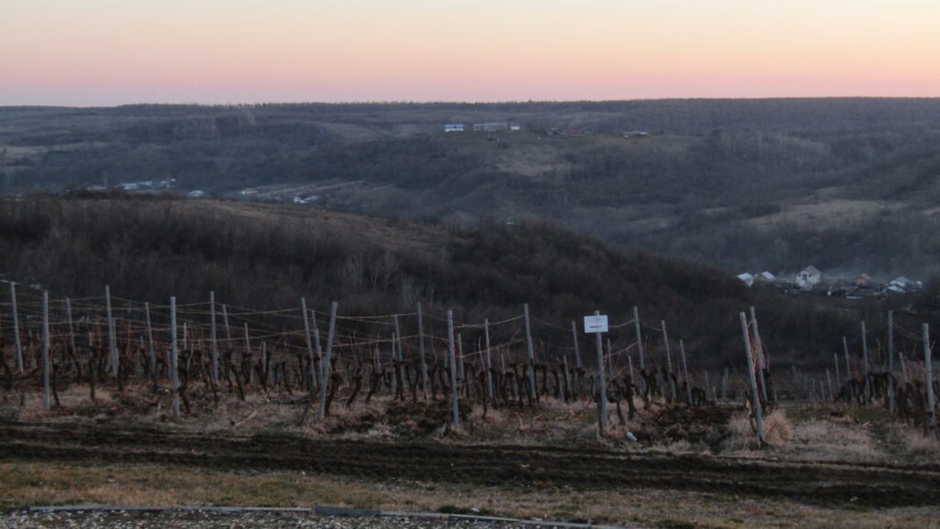 REPORTAJ | De ce este zona Drăgășani un reper de neratat pe harta turismului gastro-viticol al României