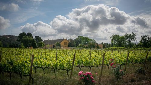 Cel mai mare proiect britanic de refacere a naturii, inițiat de fermieri, primește undă verde. Peste 3.000 de hectare vor fi restaurate