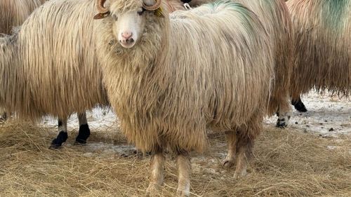 FOTO / VIDEO | De ce este cea mai importantă perioadă pentru crescătorii de oi / Fermier: „Trebuie să fii lângă ele, să ai grijă de miei, să-i pui să sugă, să aibă energie, să se poată mișca, pentru că altfel îngheață și ai pierdut tot profitul de la acea oaie”