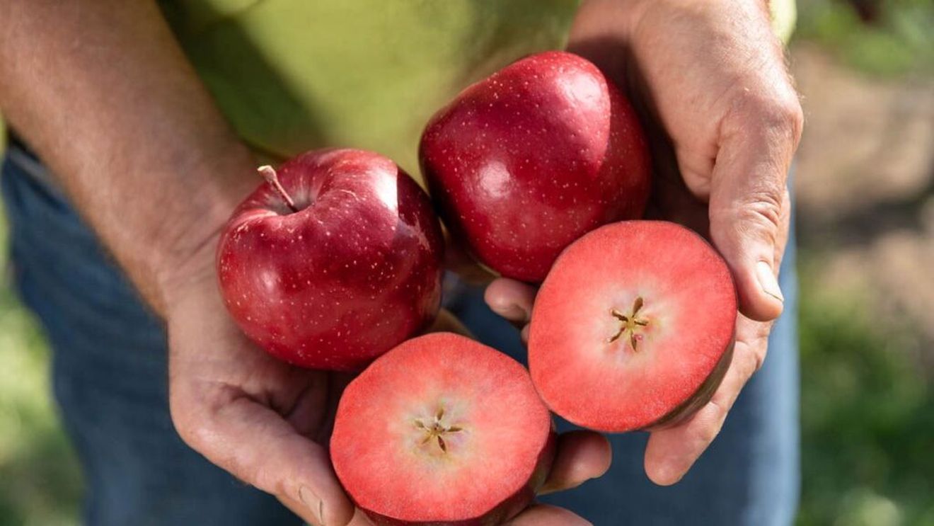 Kissabel și Red Moon, două varietăți de mere cu miezul roșu, ca și coaja, rezultate din încrucișări genetice naturale, sunt tot mai căutate pe piețele internaționale