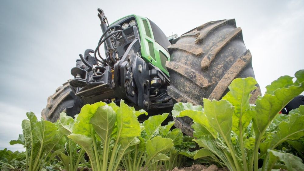 Franţa le va permite fermierilor să folosească mai multe pesticide pentru a-şi proteja culturile de sfeclă de zahăr / Fermele, amenințate de afide